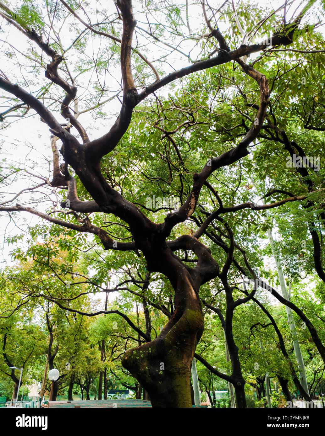 Maestoso albero contorto nel lussureggiante parco sotto una tettoia di vibrante fogliame verde, che mette in risalto la bellezza unica della natura e le forme organiche Foto Stock