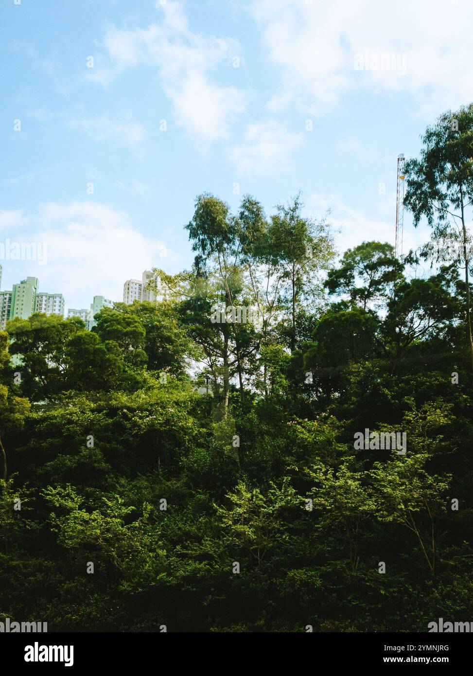 Lussureggiante foresta urbana con grattacieli torreggianti sotto il cielo blu brillante in armoniosa natura e paesaggio urbano Fusion Foto Stock