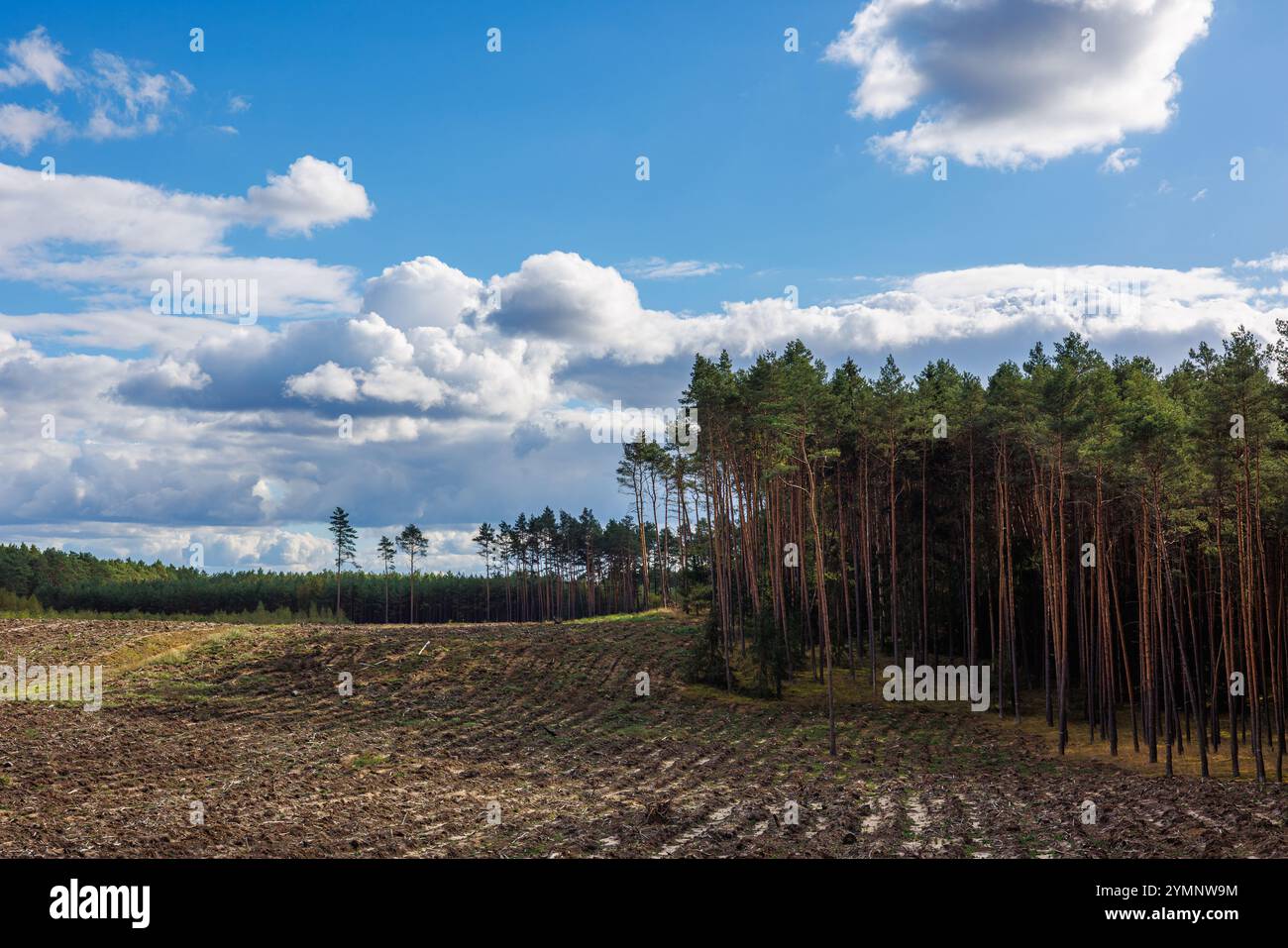 Un sito di abbattimento preparato per una nuova piantagione di pini adiacente alla foresta. Cielo blu con le nuvole di cumulus. Foto Stock