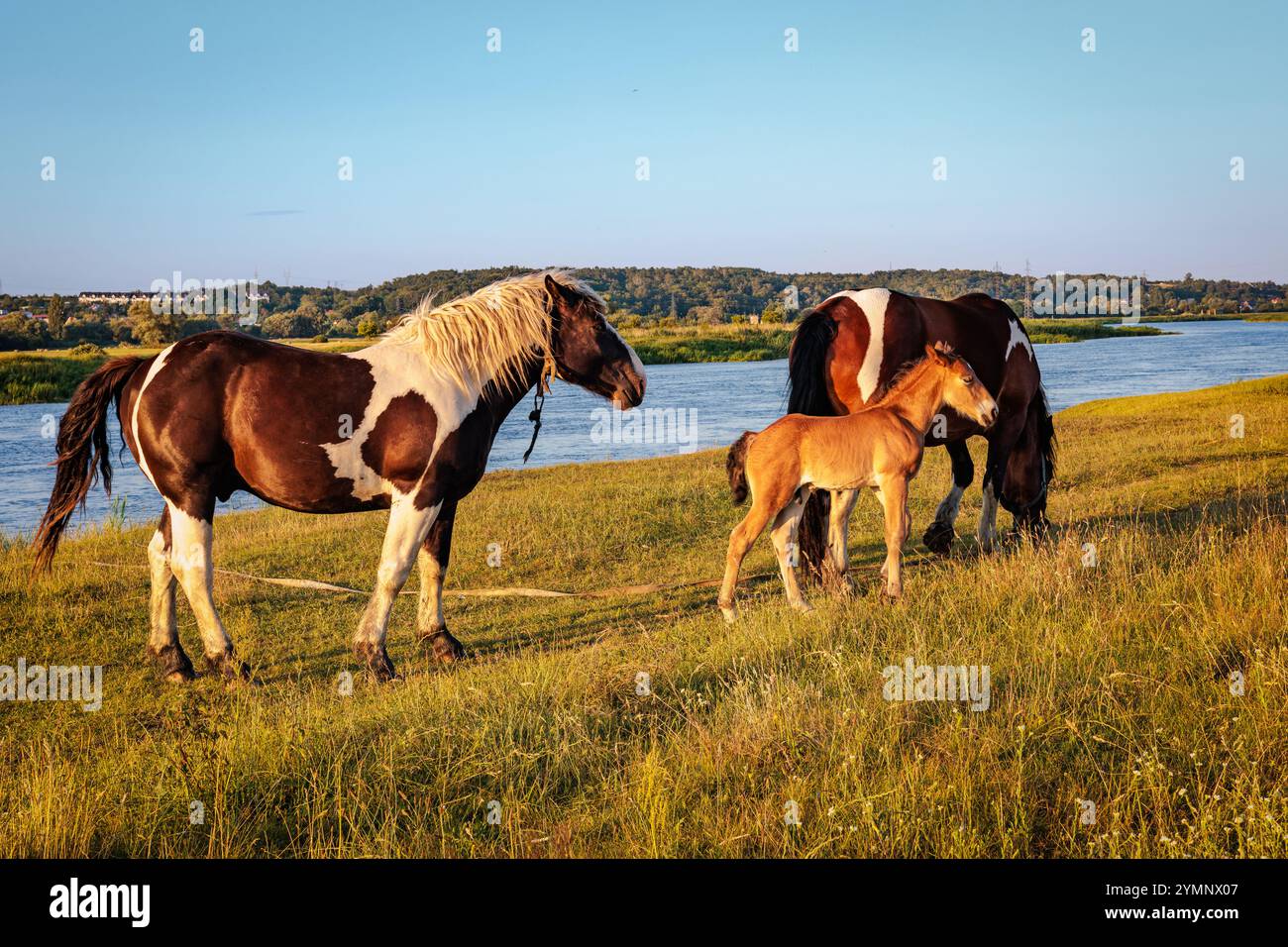 Due cavalli maculati con un puledro pascolato sulla riva del fiume. Erba secca. Foto Stock