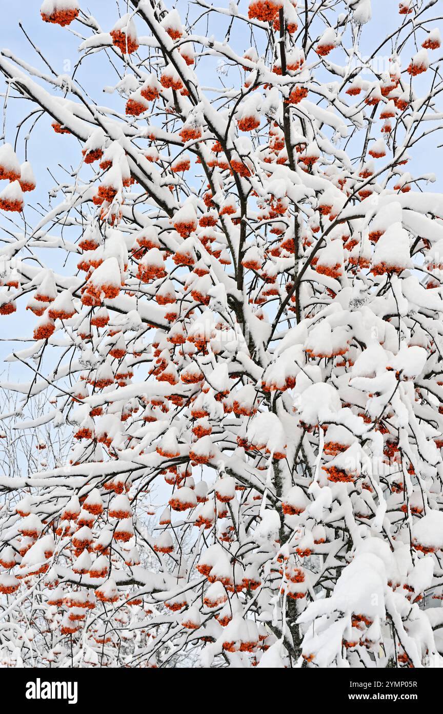 una vista ravvicinata di un albero carico di neve, accentuando i grappoli di bacche di arancia brillante che si distinguono vividamente contro la neve bianca e la pa Foto Stock