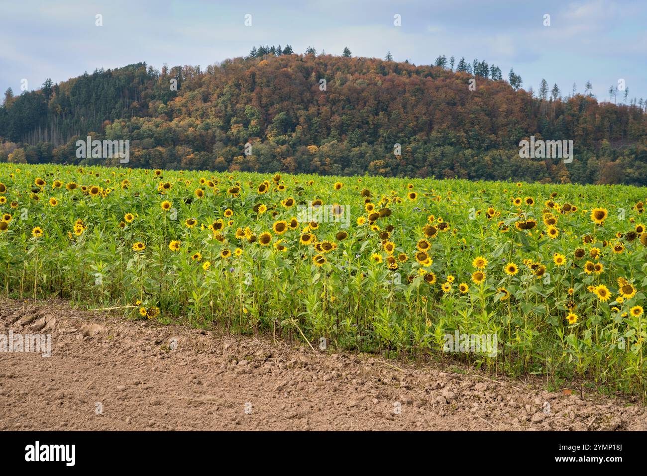 Girasole comune (Helianthus annuus), campo in ottobre come coltura di copertura o coltura di cattura, paesaggio rurale vicino a Gewissenruh, Wesertal, Weser Uplands, Weserbe Foto Stock Girasole comune (Helianthus annuus), campo in ottobre come coltura di copertura o coltura di cattura, paesaggio rurale vicino a Gewissenruh, Wesertal, Weser Uplands, Weserbe Foto Stock