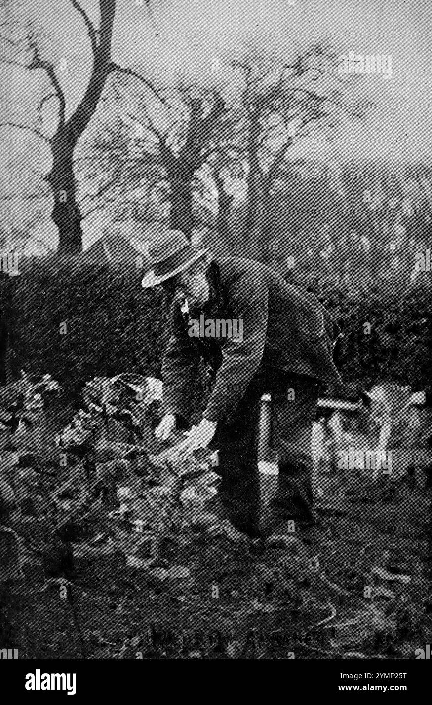 Il giardiniere, curando le piante nel giardino di Swanston Cottage, casa della famiglia Stevenson c1867. Da una selezione di fotografie sulla vita dello scrittore vittoriano Robert Louis Stevenson, pubblicate da T.N. Foulis nel 1912. La qualità dell'immagine è piuttosto variabile - queste sono state pubblicate circa diciotto anni dopo la morte di Stevenson. Foto Stock