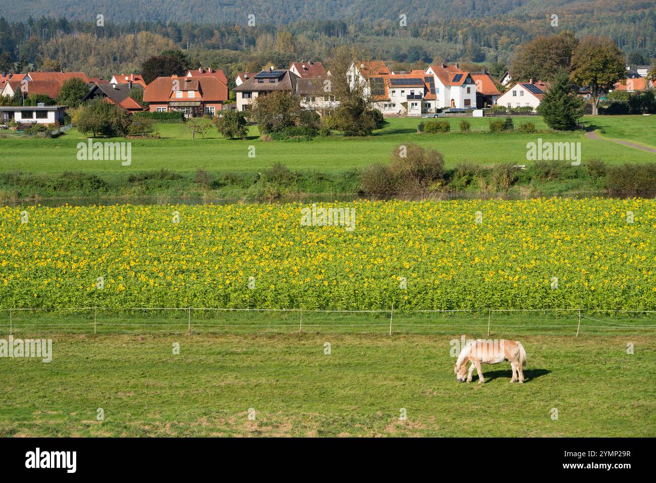 Un cavallo haflinger o avelignese si trova di fronte a un girasole comune (Helianthus annuus), in ottobre come coltura di copertura o coltura di cattura, l rurale Foto Stock Un cavallo haflinger o avelignese si trova di fronte a un girasole comune (Helianthus annuus), in ottobre come coltura di copertura o coltura di cattura, l rurale Foto Stock