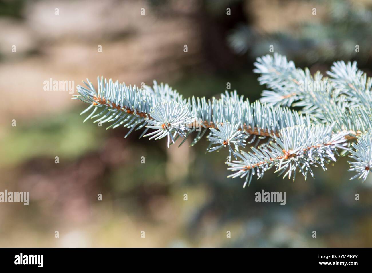 Albero di abete Foto Stock