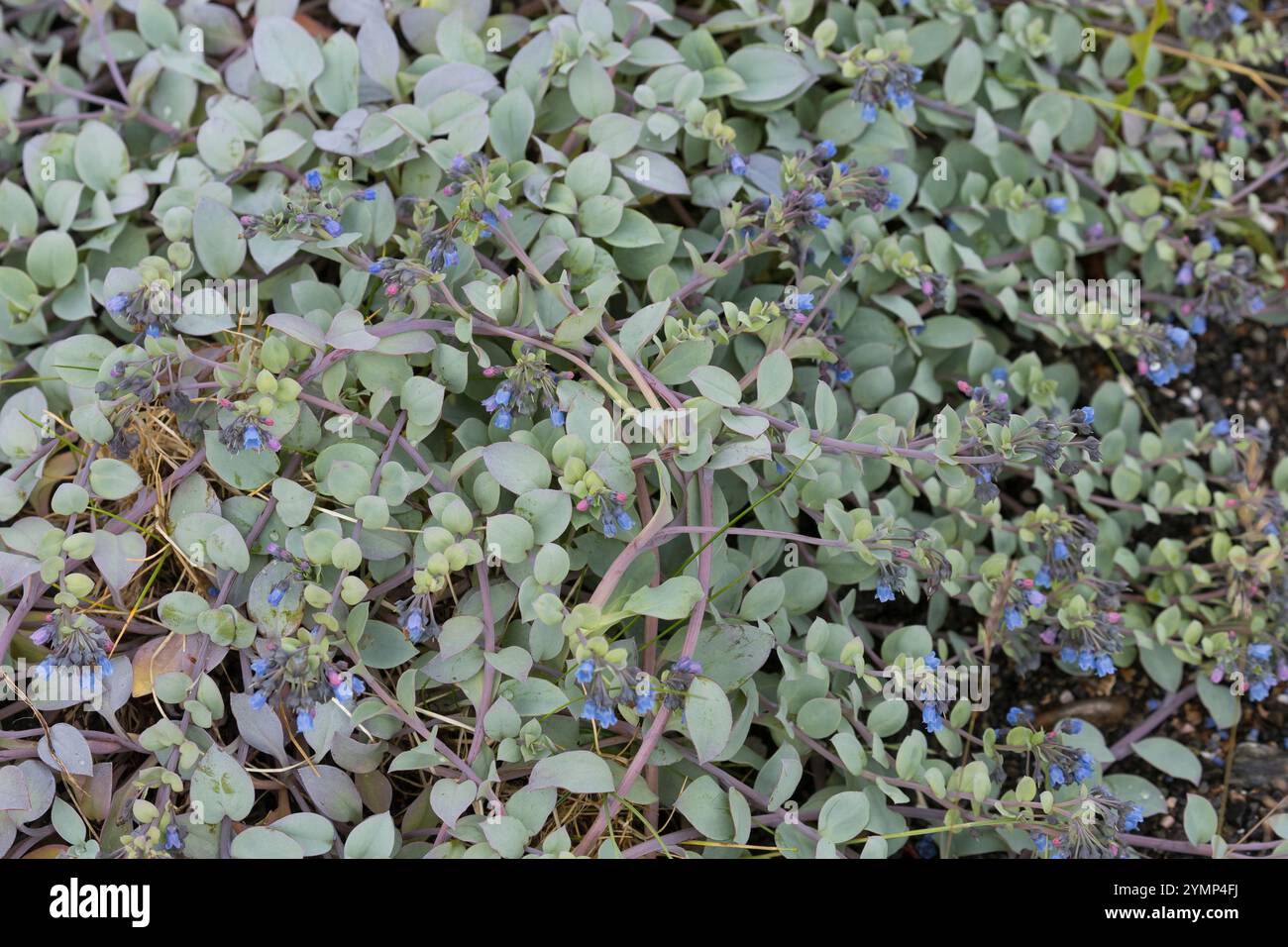 Austernpflanze, Küsten-Blauglöckchen, Mertensie, Mertensia maritima, Oyster Plant, foglie di ostriche, campanelli di mare, la Mertensie Maritime Foto Stock