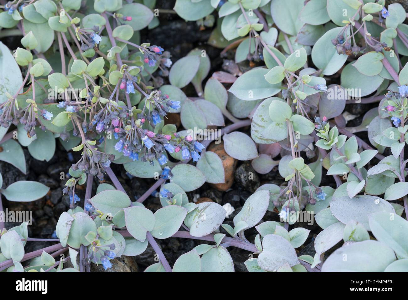 Austernpflanze, Küsten-Blauglöckchen, Mertensie, Mertensia maritima, Oyster Plant, foglie di ostriche, campanelli di mare, la Mertensie Maritime Foto Stock