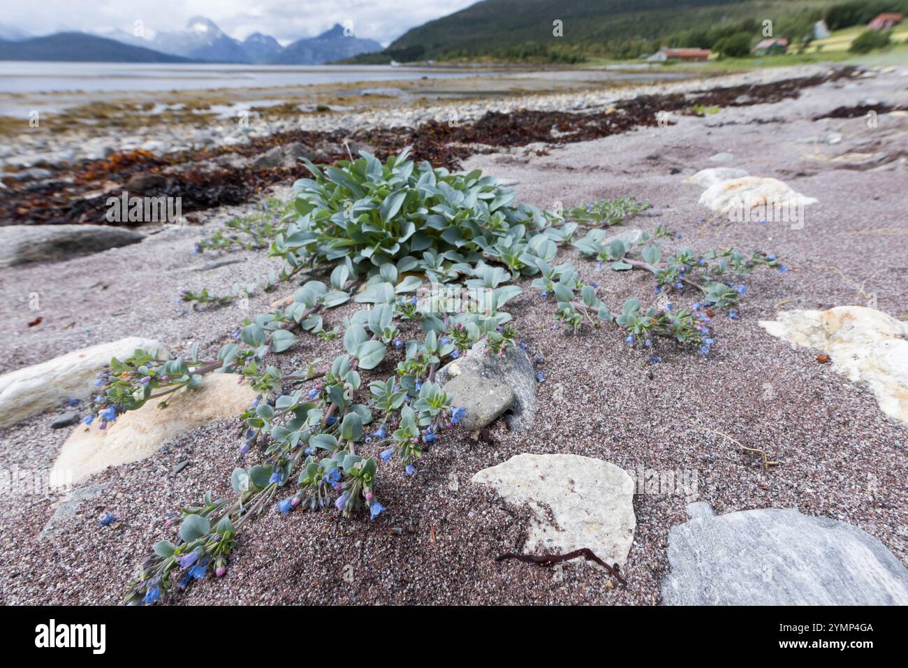 Austernpflanze, Küsten-Blauglöckchen, Mertensie, Mertensia maritima, Oyster Plant, foglie di ostriche, campanelli di mare, la Mertensie Maritime Foto Stock