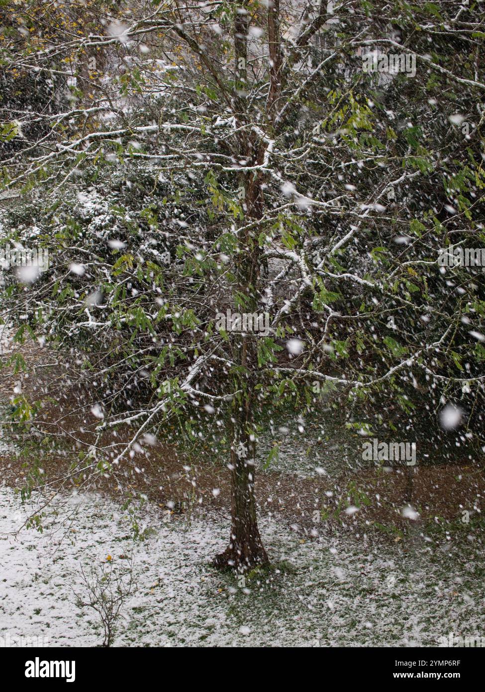 Un albero si erge tra fiocchi di neve cadenti, i suoi rami spolverati di bianco. La vegetazione circostante crea un contrasto tranquillo, raffigurando un pieno di giorno d'inverno Foto Stock