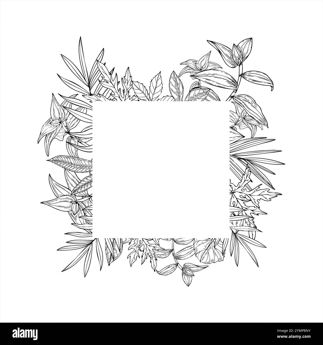 Cornice quadrata vettoriale a foglia grafica in bianco e nero con spazio vuoto per il testo. Trade scantia tropicale, palme, areca, piante di Cycas House. Illustrazione Vettoriale