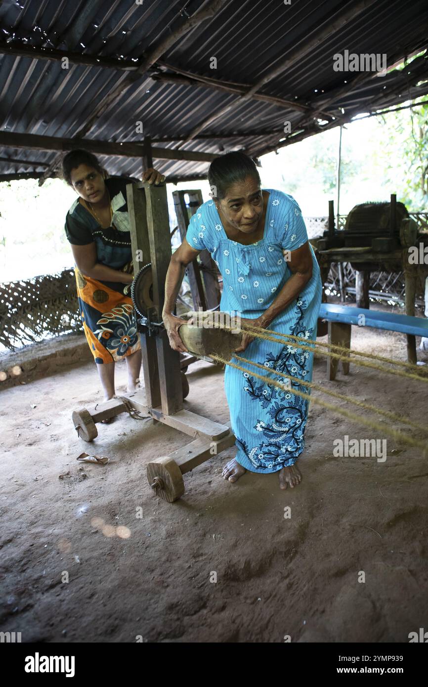 Donna dello Sri Lanka intreccia le fibre di cocco in una corda, Matale, Provincia centrale, Sri Lanka, Asia Foto Stock