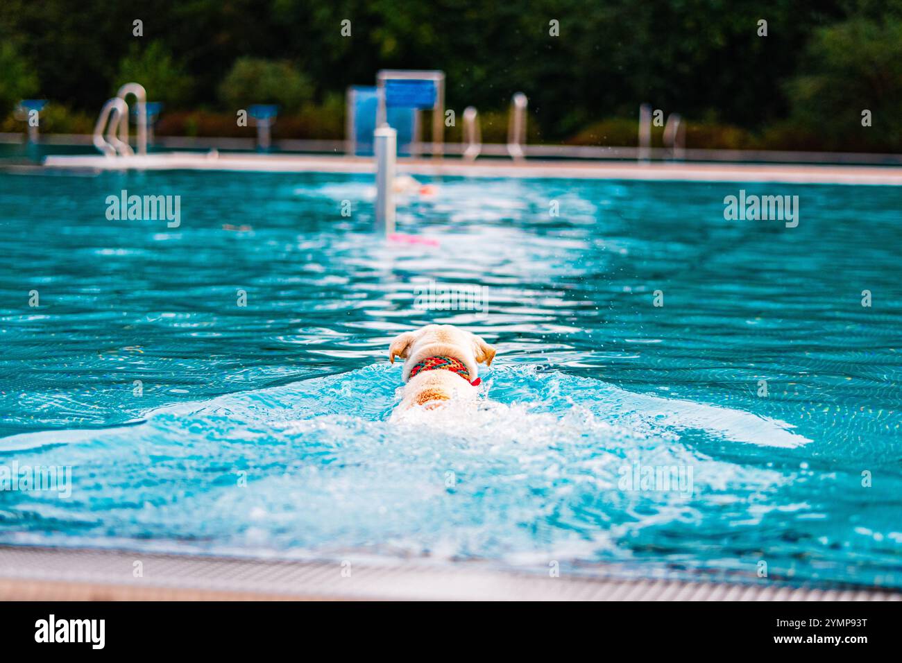 Un Labrador Retriever gode di una nuotata rinfrescante in una piscina blu limpida, mostrando giocosi movimento e felicità in una piscina in cui sono ammessi cani e al sole Foto Stock