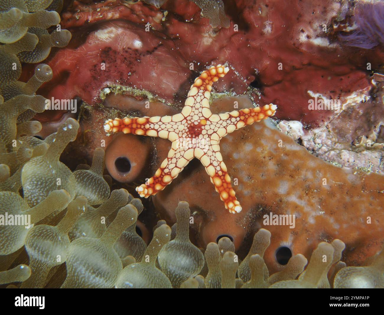 Piccole stelle marine arancioni, stelle marine perle (Fromia monilis), circondate da coralli colorati e anemoni, sito di immersione Toyapakeh, Nusa Ceningan, Nusa Penida, Foto Stock