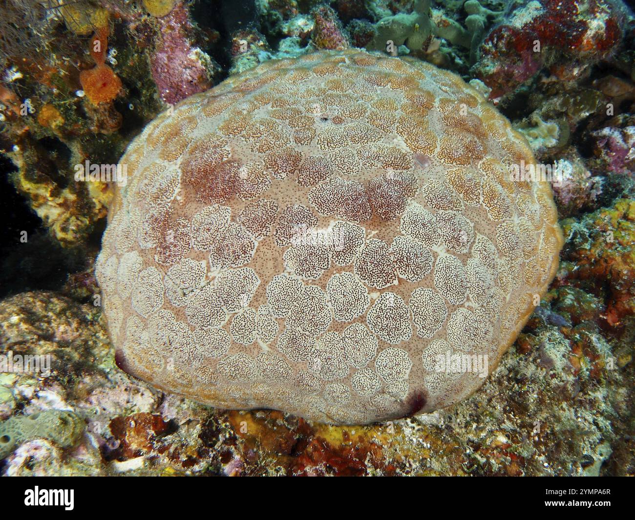 Creatura marina Roundish con corpo a fantasia, grandi stelle marine (Culcita novaeguineae), riposante nella barriera corallina, incontri ravvicinati nel sito di immersione, Permutero Foto Stock