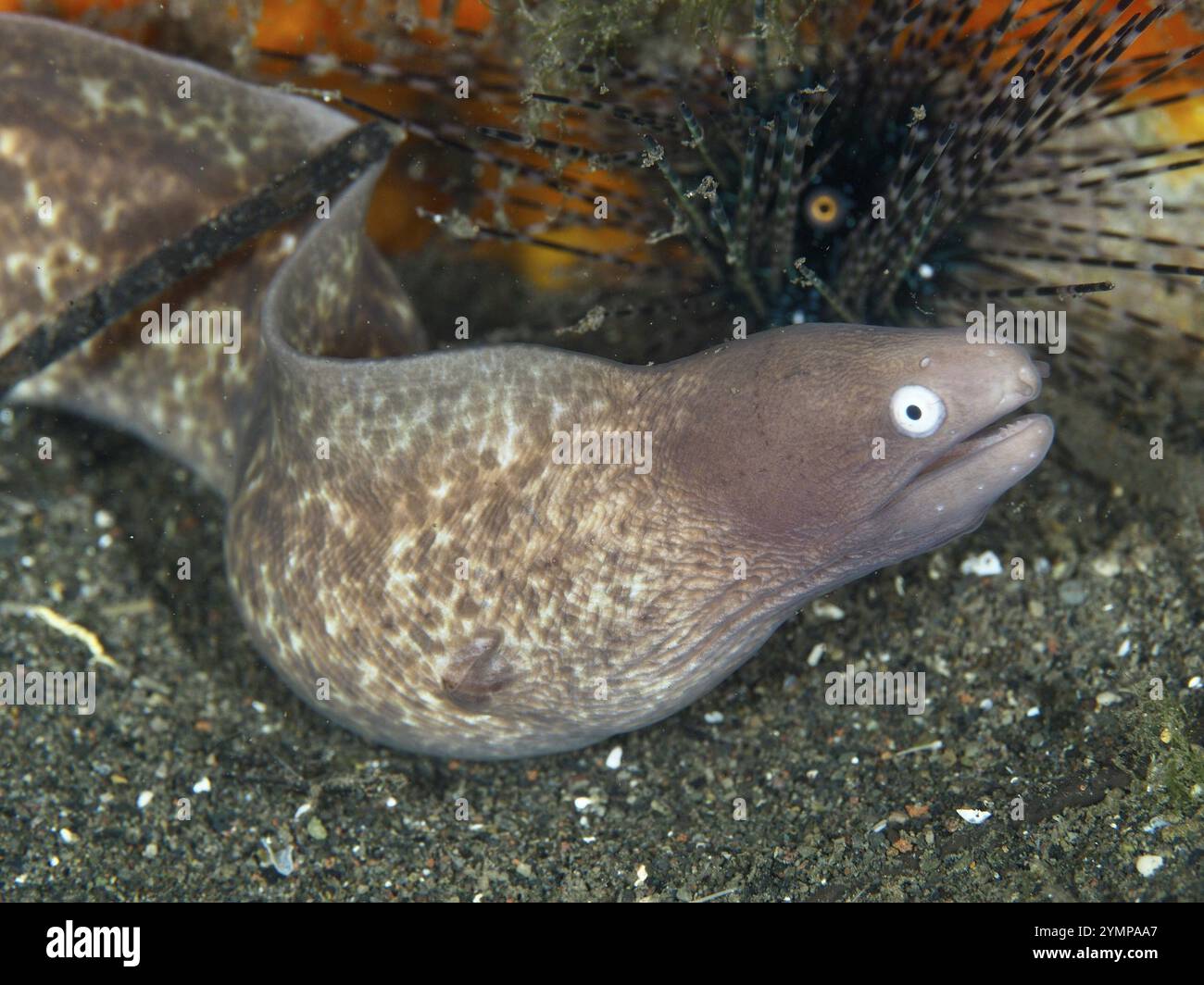 Un'anguilla murena, un'anguilla dagli occhi bianchi (Gymnothorax thyrsoideus), che nuota vicino a un riccio di mare in un colorato ambiente sottomarino, sito per immersioni Puri Jati, um Foto Stock