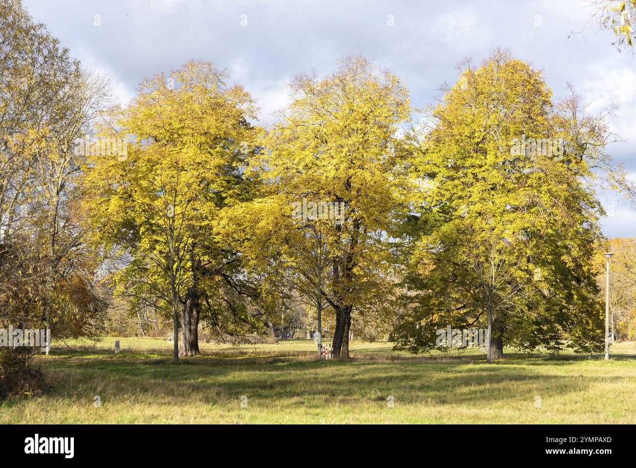 Tre alberi con foglie autunnali gialle in un prato, Magdeburgo, Sassonia-Anhalt, Germania, Europa Foto Stock