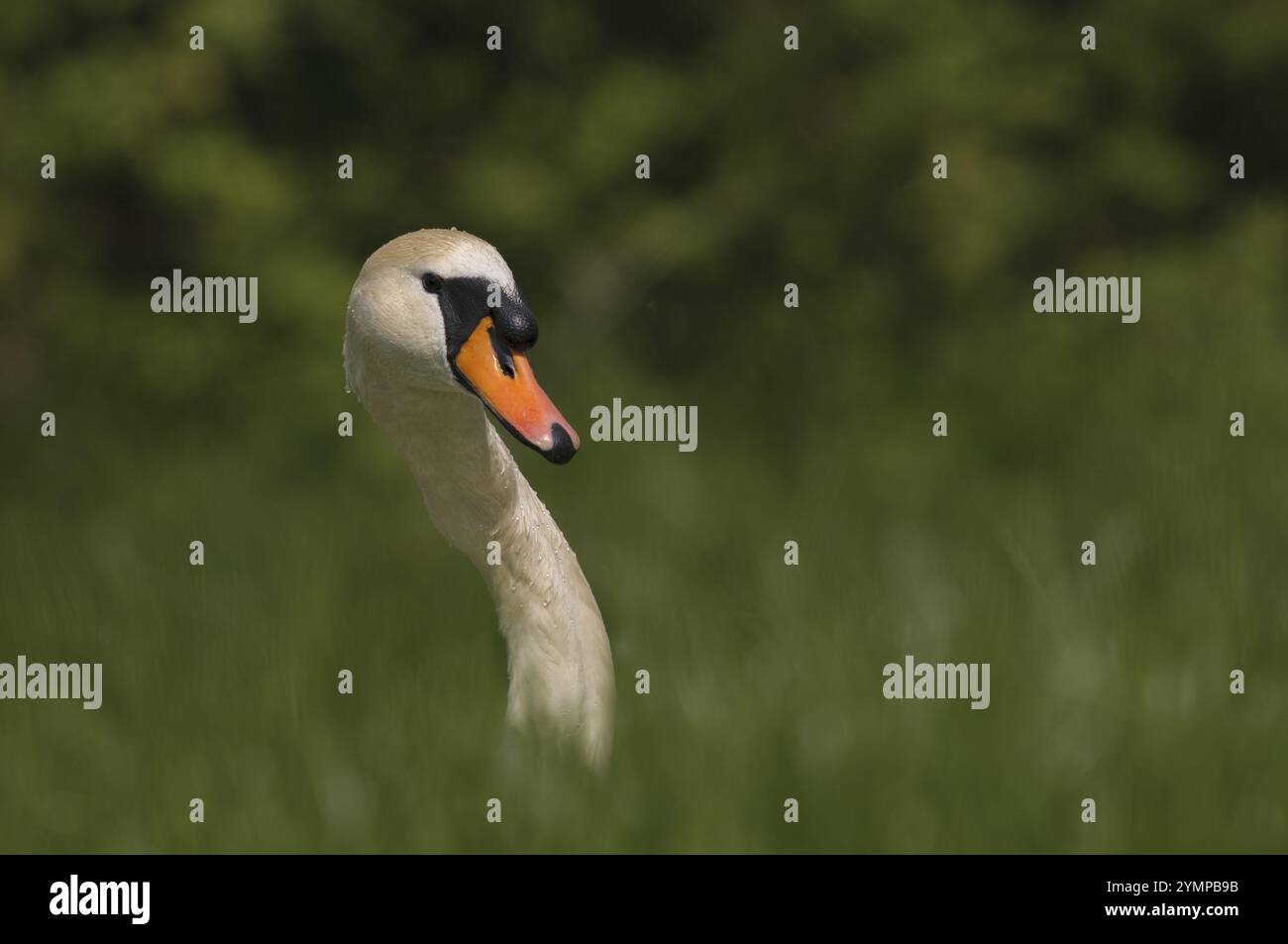 Cigno muto (Cygnus olor), testa e collo sporgenti dal prato, alta Franconia, Germania, Europa Foto Stock