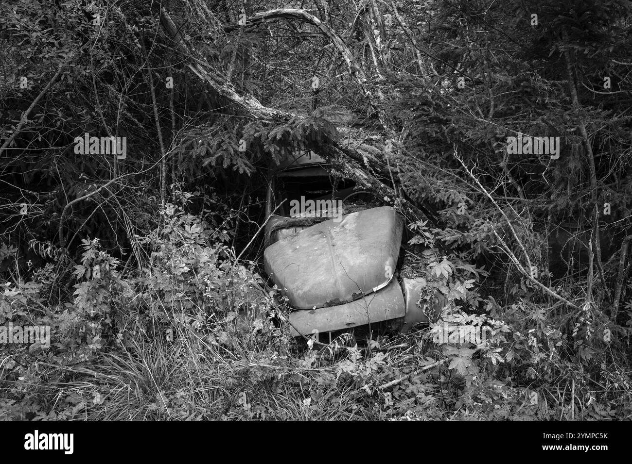 Rottami ricoperti di foreste, bianco e nero, cimitero di Bastnaes, Vaermland, Svezia, Europa Foto Stock
