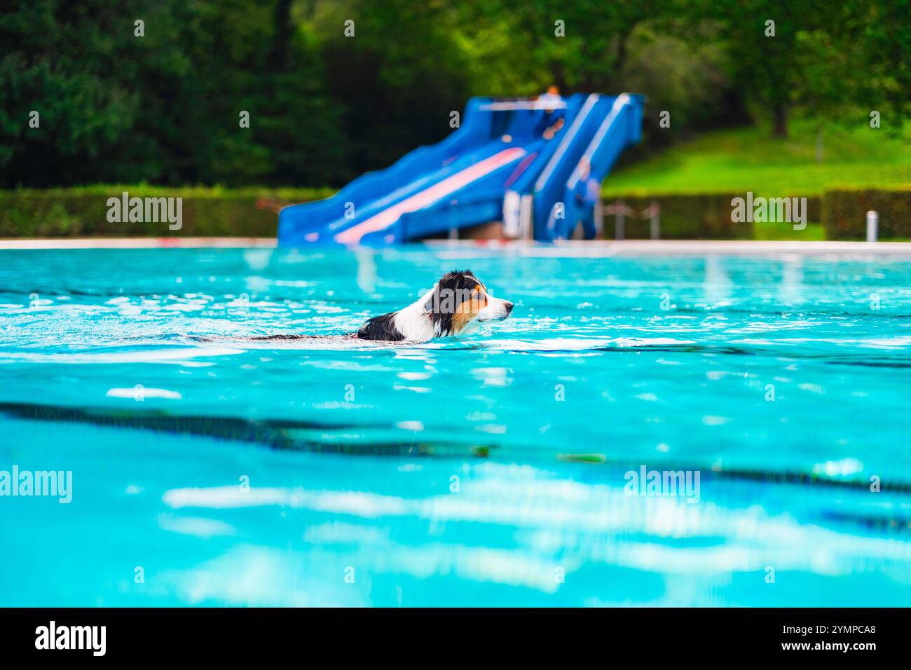 Un cane nuota felicemente in una vivace piscina blu con uno scivolo acquatico sullo sfondo, circondato da una vegetazione lussureggiante in una soleggiata giornata estiva. Foto Stock