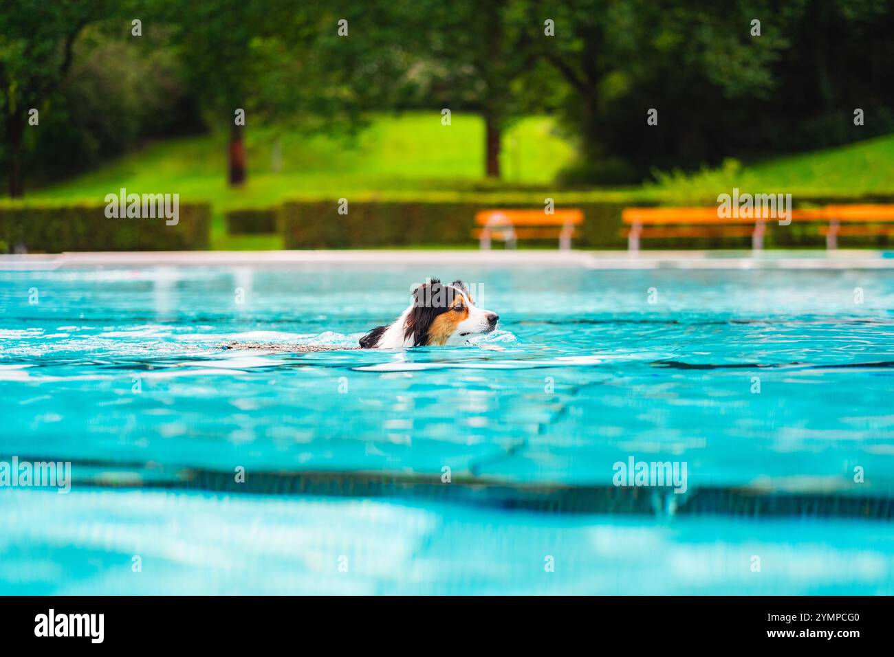 Un cane nuota felicemente in una vivace piscina blu circondata da un lussureggiante parco verde in una soleggiata giornata estiva. Foto Stock