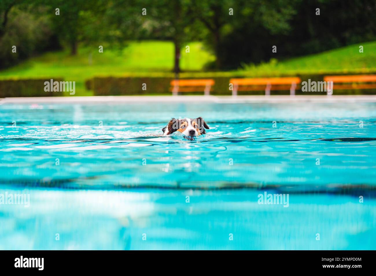 Un simpatico cane si sta godendo una nuotata in una scintillante piscina limpida, adagiata sullo sfondo verde lussureggiante di un parco soleggiato. Foto Stock