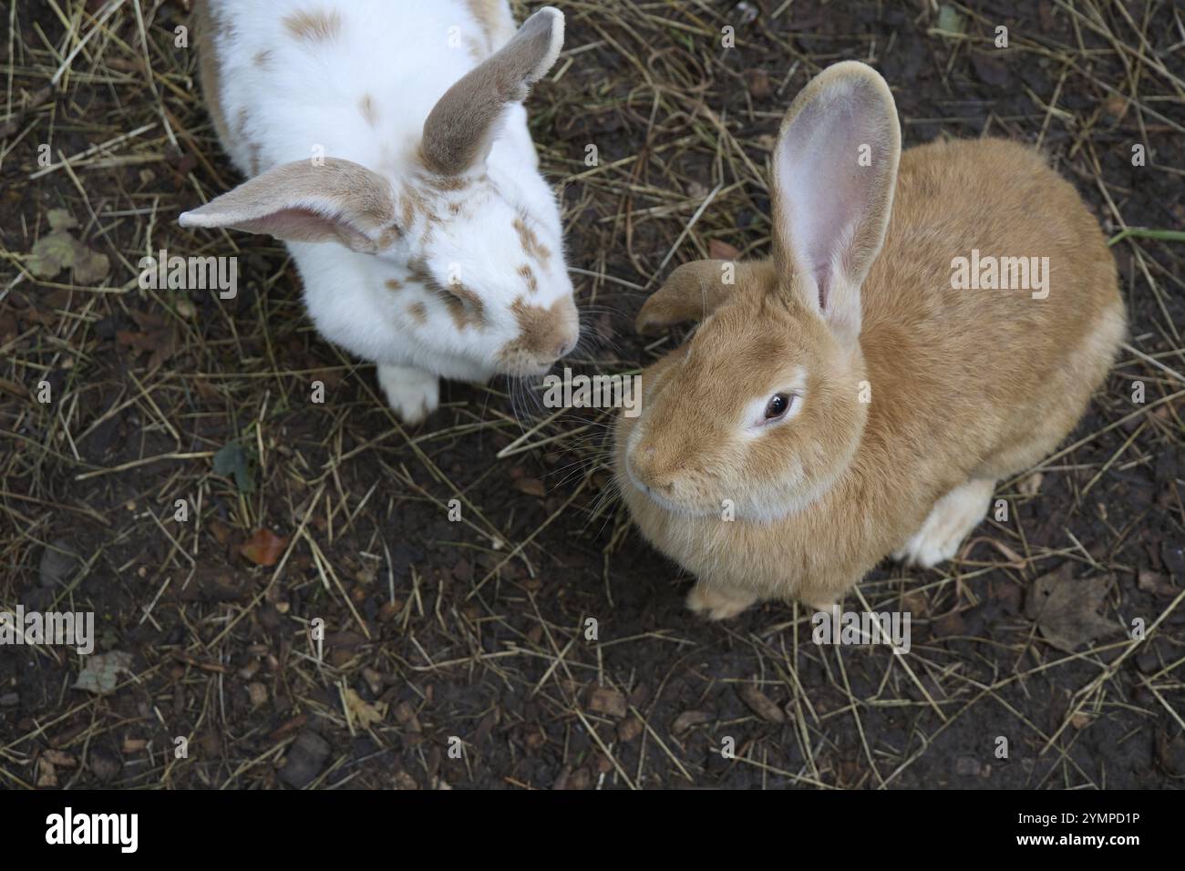 Un paio di conigli giganti fiamminghi, Oryctolagus cuniculus domesticus, nel Lincolnshire Foto Stock