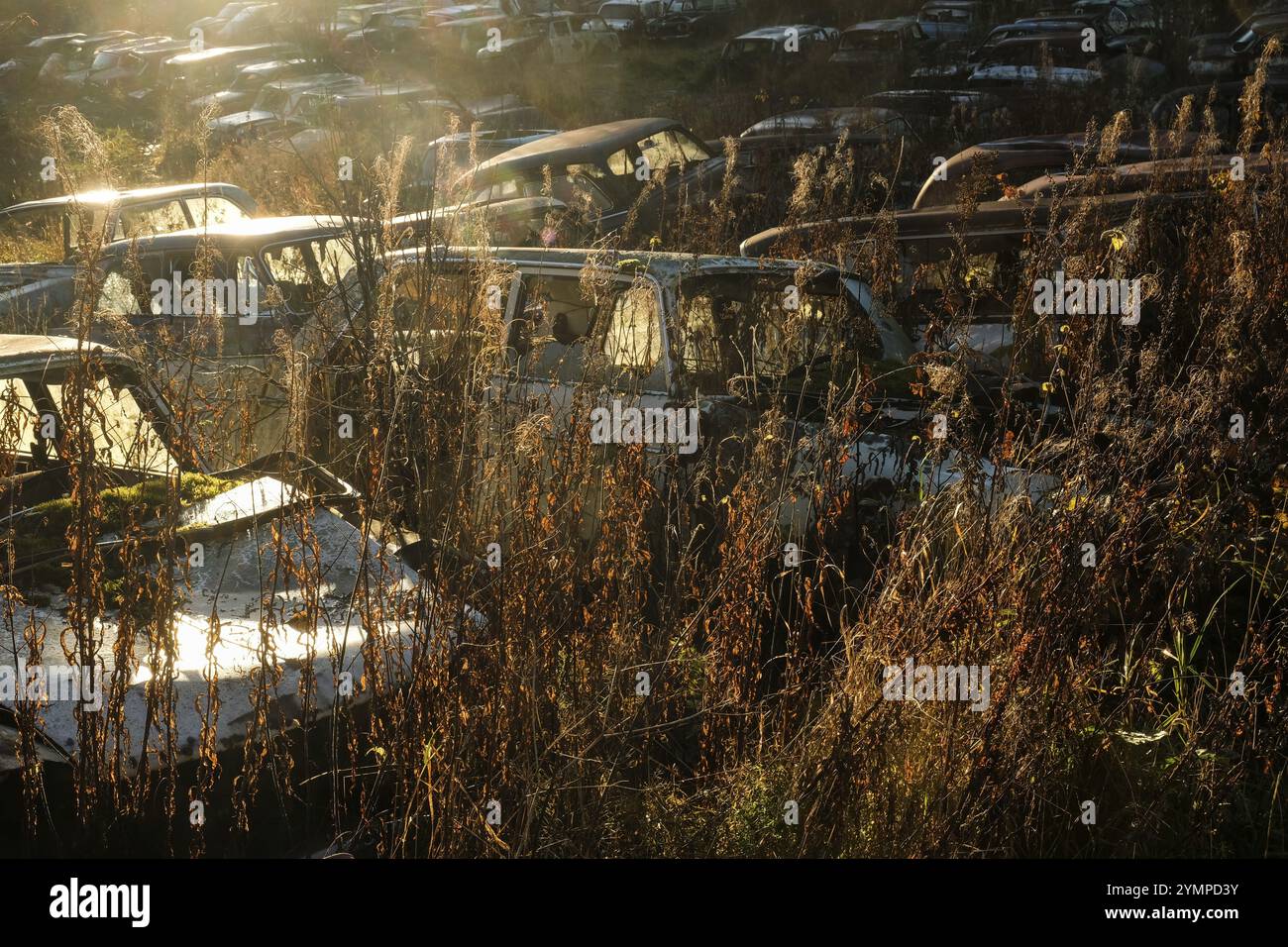 Rottami di auto contro la luce, autunno, cimitero di Bastnaes, Vaermland, Svezia, Europa Foto Stock