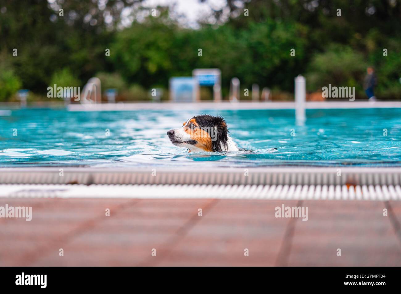 Un cane gioioso nuota in una piscina blu limpida, circondata da una vegetazione lussureggiante. La scena cattura il relax, il divertimento all'aperto e i piaceri semplici di un sole Foto Stock