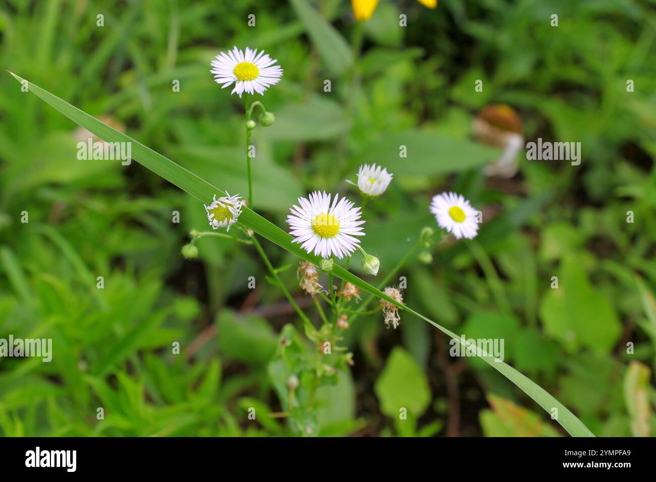 Camomilla romana con fiori bianchi. Primo piano. Campo verde. Foto Stock