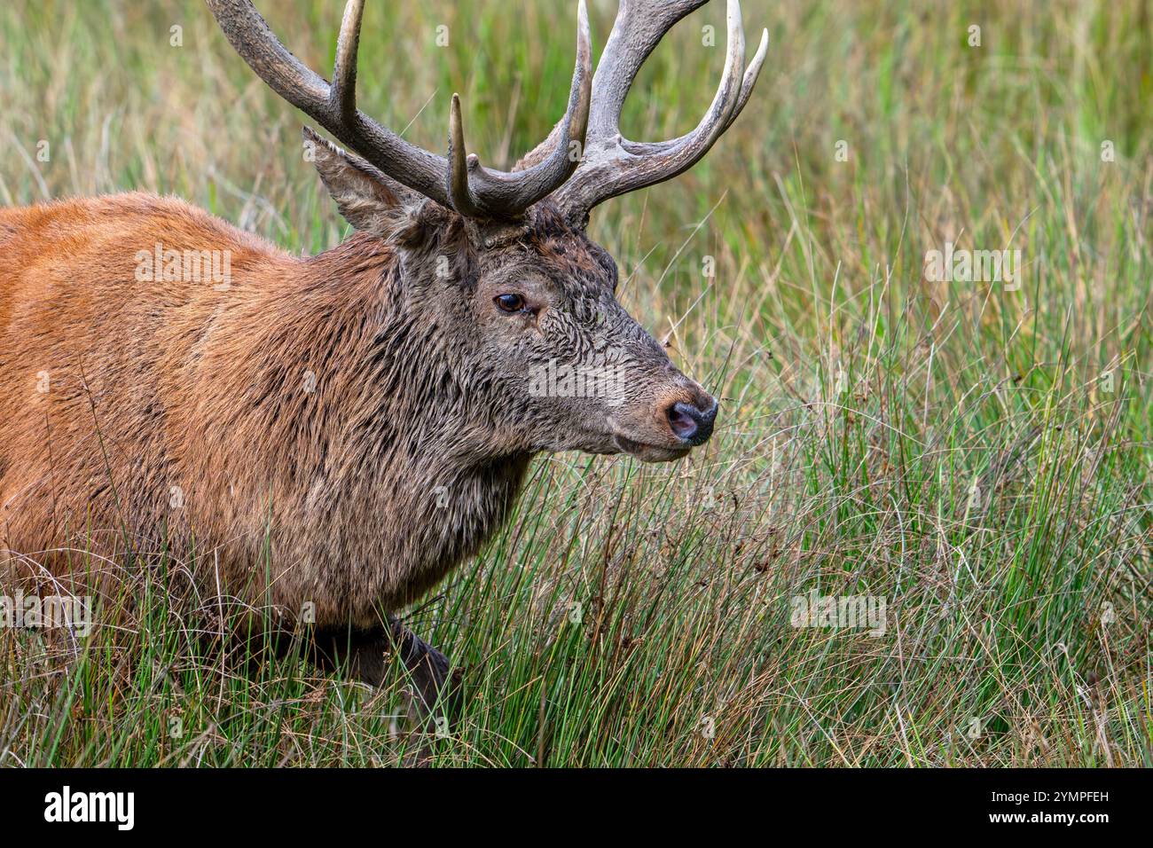 Cervo rosso (Cervus elaphus) primo piano del cervo con grandi corna che camminano attraverso l'erba alta nei prati ai margini della foresta durante il rut in autunno / autunno Foto Stock