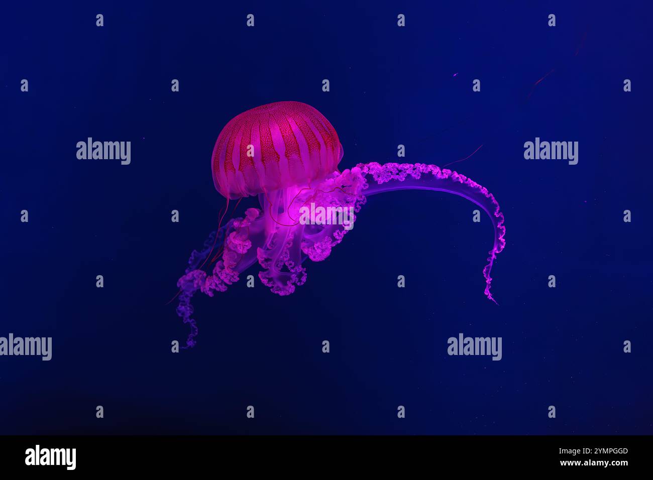 Ortica marina sudamericana Jellifish, Chrysaora plocamia che nuota in acquario con illuminazione al neon rossa. Organismi acquatici, animali, vita sottomarina, Foto Stock