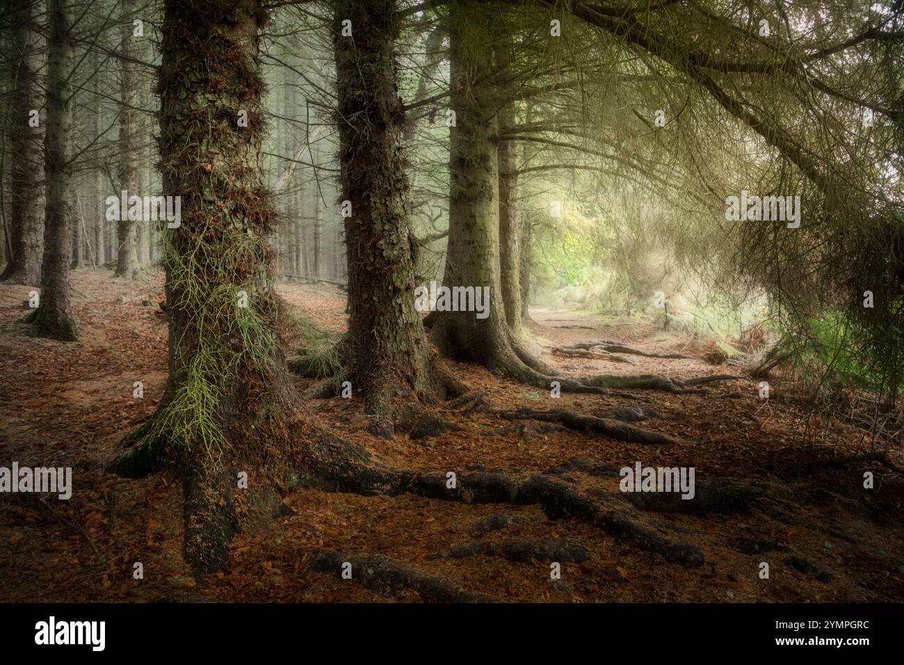 I boschi di Dores vicino a Loch Ness, in Scozia Foto Stock