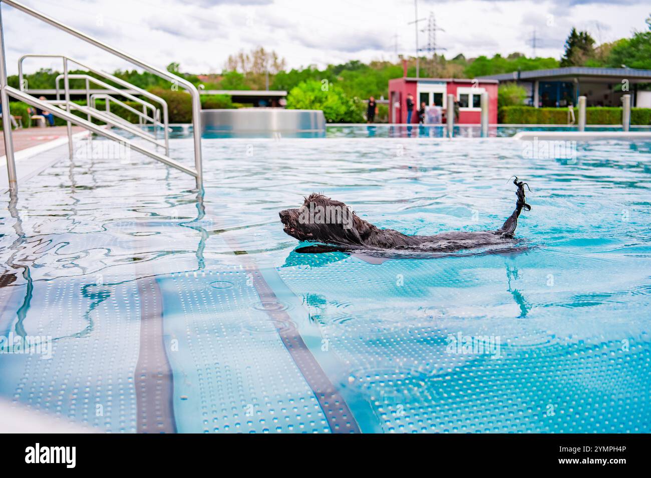 Un cane giocoso che nuota in una limpida piscina all'aperto per uscire e godersi una nuotata rinfrescante. Sfondo panoramico con vegetazione e un edificio moderno. Gioioso e.. Foto Stock
