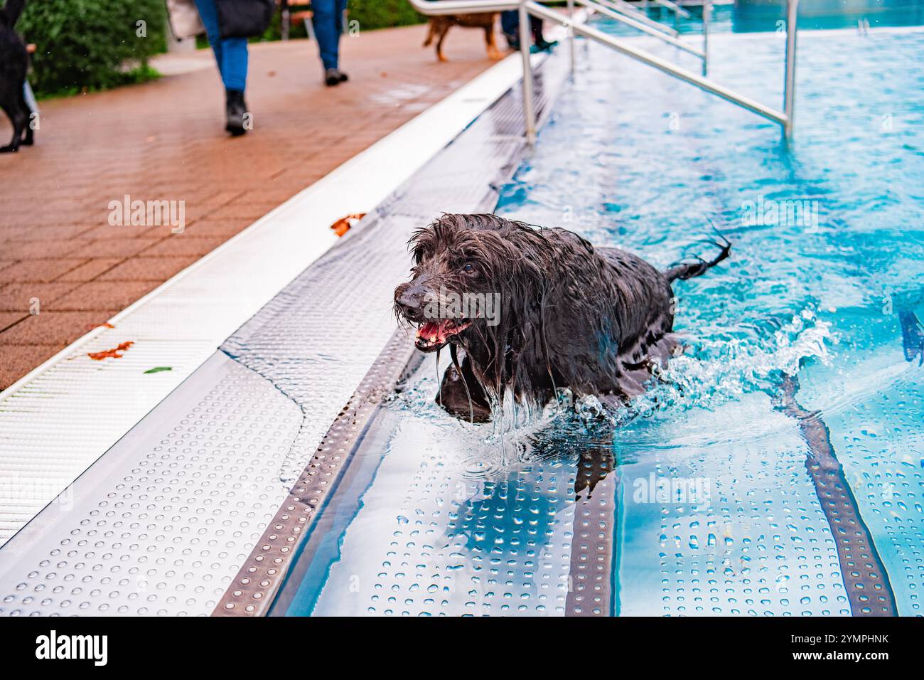 Un cane felice si tuffa energicamente in una piscina azzurra mentre esce, abbracciando il divertimento di una giornata luminosa. Perfetta rappresentazione di gioia e giocosità Foto Stock
