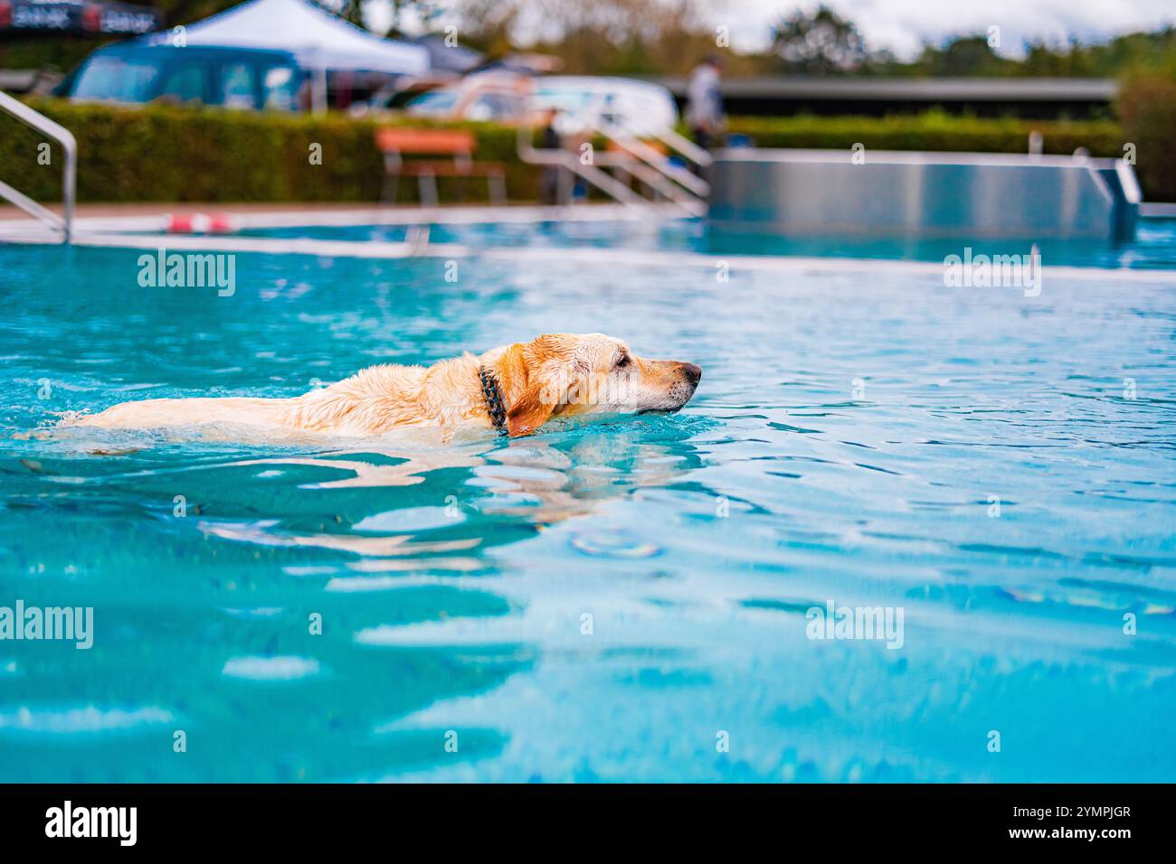 Il Golden Labrador nuota in una piscina azzurra e sfoggia gioia e svago. La scena perfetta di un cane che ama l'estate in un ambiente all'aperto in cui sono ammessi gli animali domestici. Foto Stock