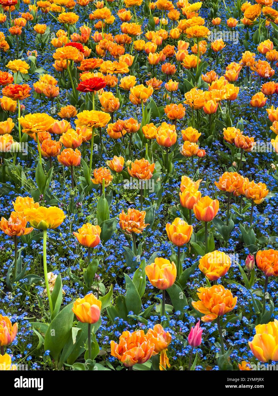 Tulipani del giardino d'arancia e myosotis silvatica blu in fiore Foto Stock