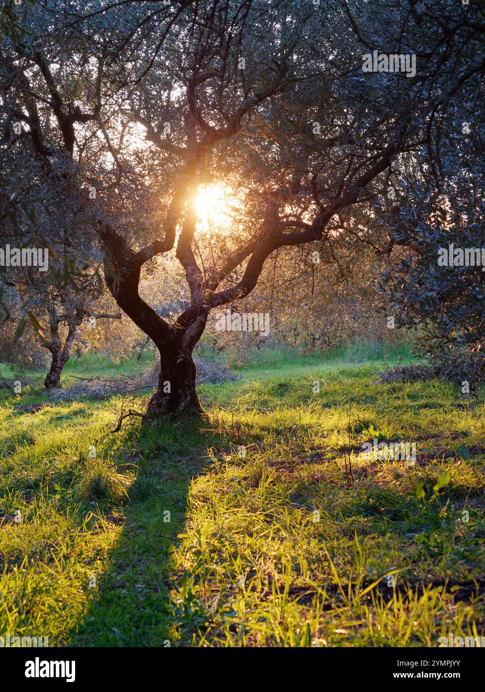 Il sole basso splende attraverso un olivo dalla forma splendida con foglie argentate che creano una forte ombra sull'erba. Montefiascone, 22 novembre 2024 Foto Stock
