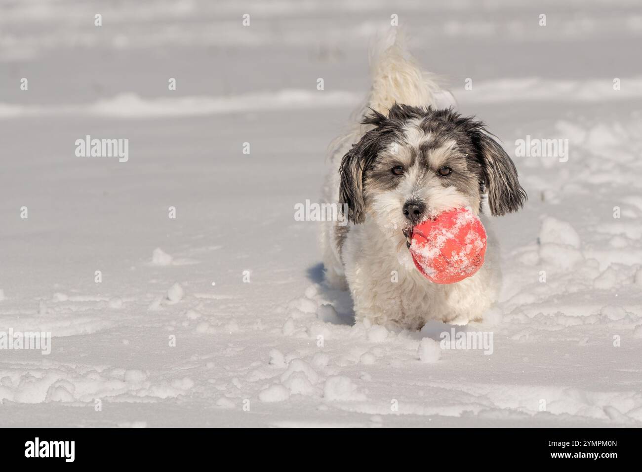 Cucciolo Havanese bianco e nero che gioca sulla neve con la palla arancione nelle fredde giornate invernali. Foto Stock