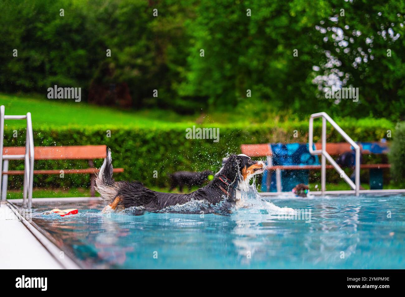 Un cane giocoso spruzza energia in una piscina limpida dopo essere saltato in acqua, circondato da un verde vivace e da un sole rinfrescante Foto Stock