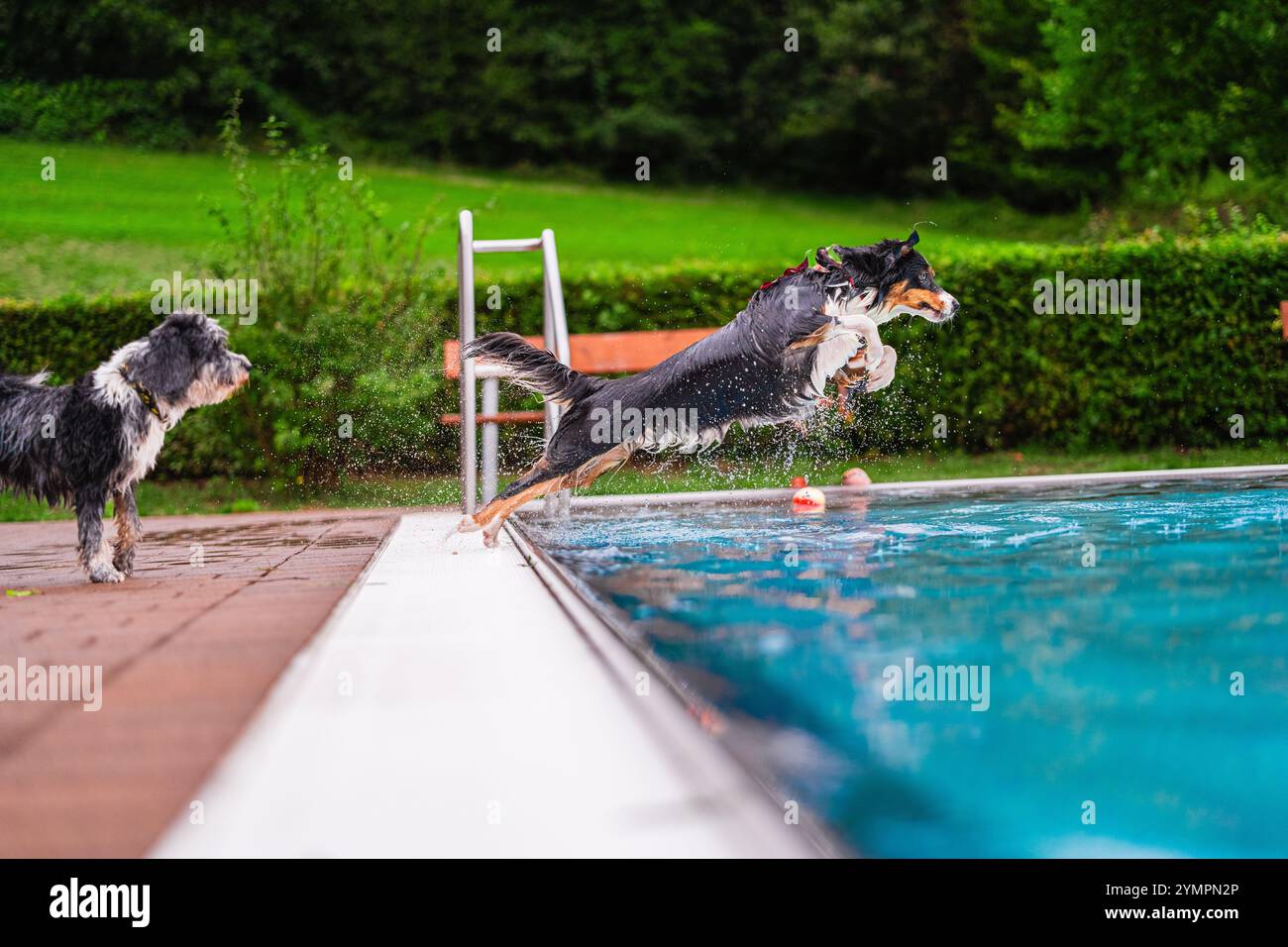 Due energici cani saltano e giocano vicino a una piscina, catturando l'essenza gioiosa del divertimento estivo in un ambiente verde all'aperto. Foto Stock