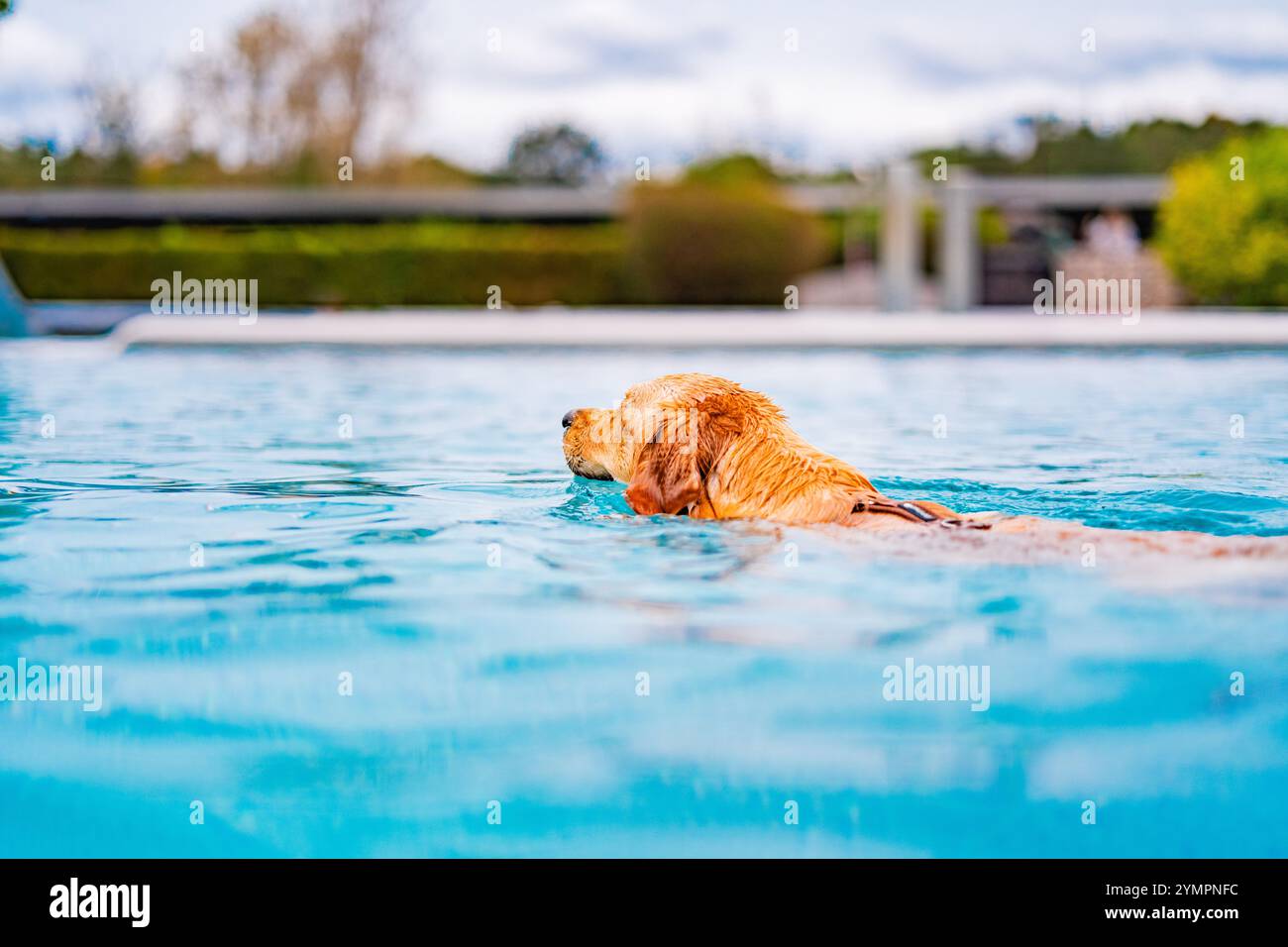 Golden Retriever nuotando in una piscina azzurra e godendosi una giornata di sole. Cattura perfetta della gioia e del relax canino. Foto Stock