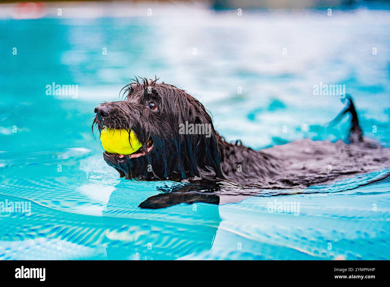 Un gioioso cane bagnato nuota in una piscina azzurra con una palla da tennis gialla. Questa immagine cattura il divertimento estivo divertente, mostrando un'energica attività all'aperto a. Foto Stock