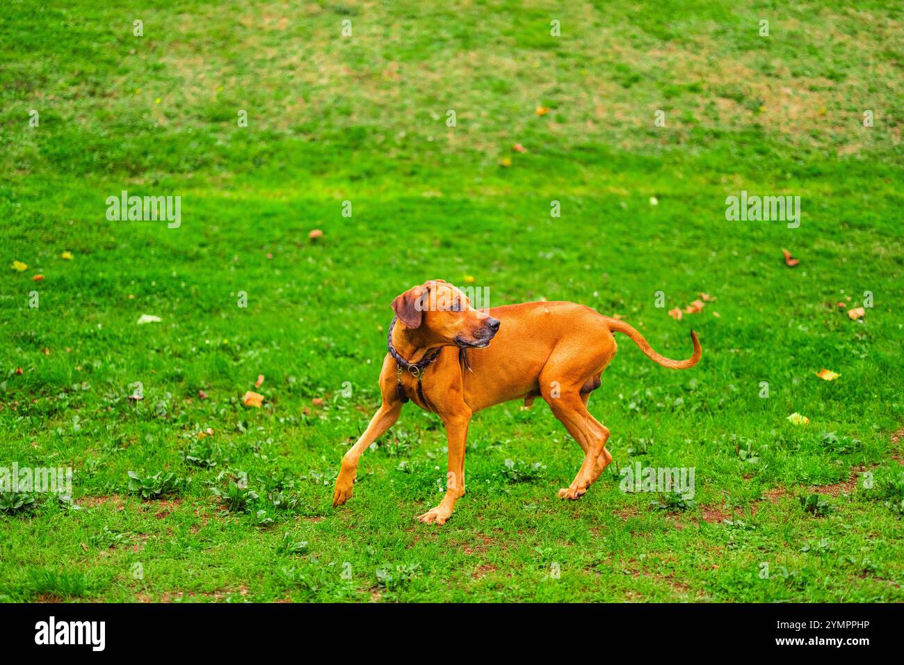 Un cane rodesiano Ridgeback che corre e gioca con gioia su un lussureggiante prato verde. Cattura l'essenza della libertà, della giocosità e dell'energia in un pa vibrante Foto Stock