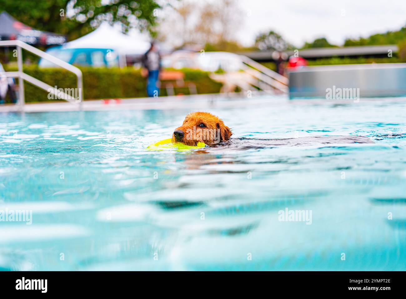 Un cane gioioso si gode una nuotata in una piscina cristallina, tenendo in mano un giocattolo giallo brillante. L'ambiente vivace riflette una giornata perfetta per il divertimento all'aperto e lo sforzo Foto Stock