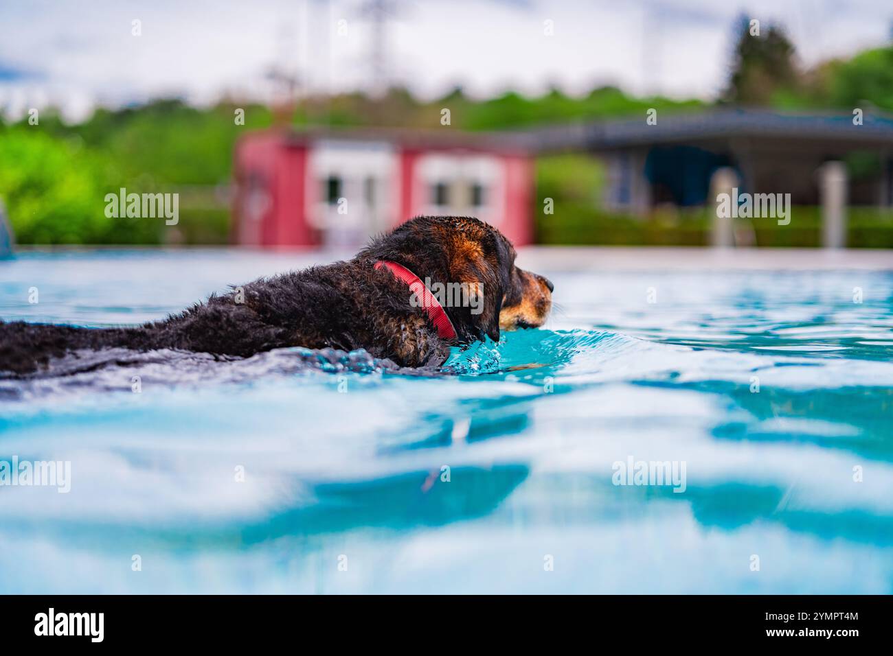 Un cane nuota gioiosamente in una piscina blu limpida a livello della superficie, indossando un collare rosso, in mezzo a un vivace sfondo esterno, che mostra giocosità e summ Foto Stock