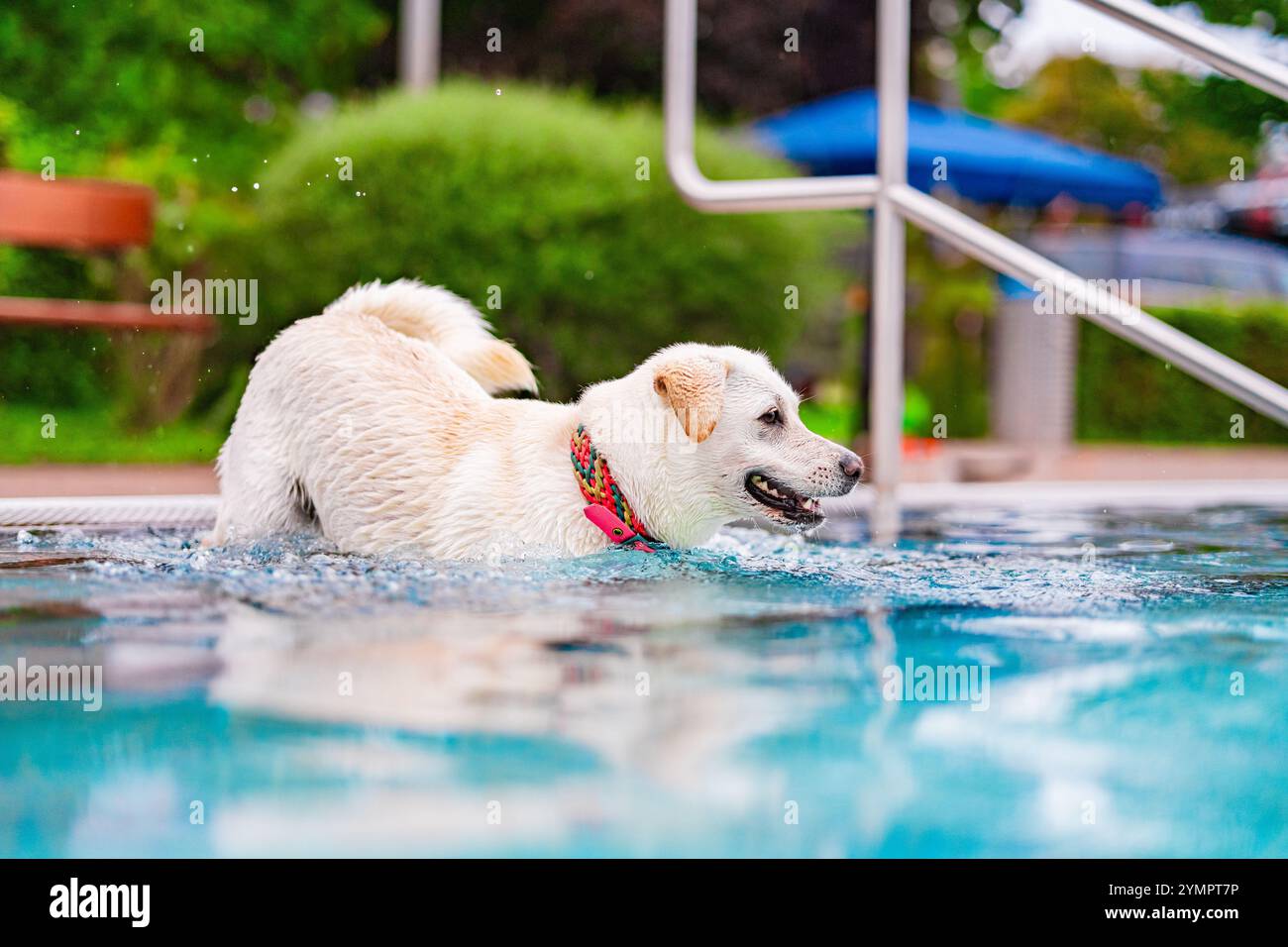 Un felice cane bianco spruzza giocosamente in una piscina limpida, godendosi una giornata di sole nel lussureggiante giardino verde. La sua espressione gioiosa cattura l'estate spensierata Foto Stock
