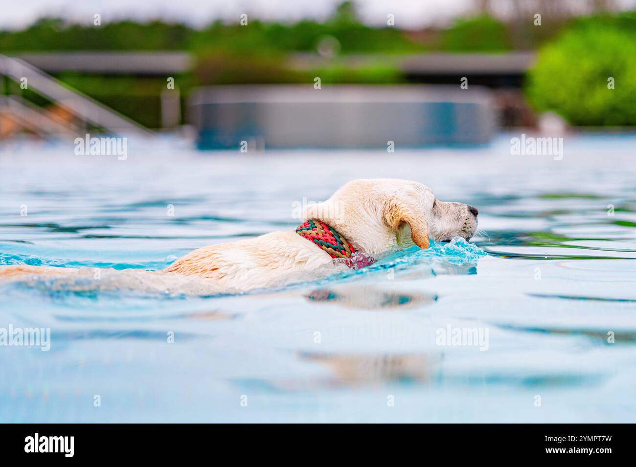 Un Labrador Retriever dorato nuota gioiosamente attraverso una piscina blu limpida, circondata da vegetazione lussureggiante, evocando sensazioni di felicità e rinfresco in una Foto Stock