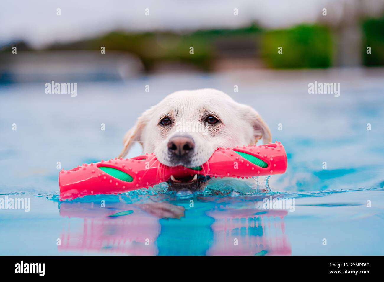 Un Labrador Retriever nuota in una piscina con un giocattolo da masticare rosso, godendosi una divertente giornata estiva. Il cane trasuda felicità ed eccitazione nel blu chiaro Foto Stock
