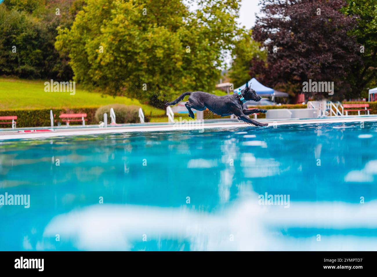 Un cane gioioso salta in una piscina limpida circondata dal verde del parco, catturando l'essenza del gioco e della libertà in una giornata di sole. Foto Stock