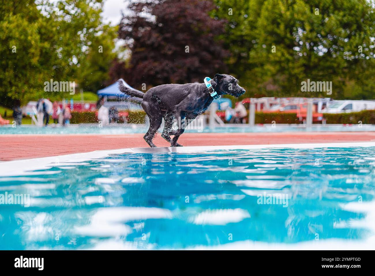 Un vivace cane nero salta entusiasticamente in una piscina limpida, creando spruzzi. La scena è vibrante e mostra gioia ed energia su un soleggiato da Foto Stock